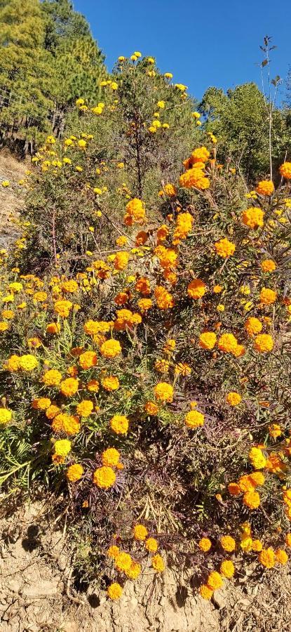 Solitude Inn Bnb שימלה מראה חיצוני תמונה
